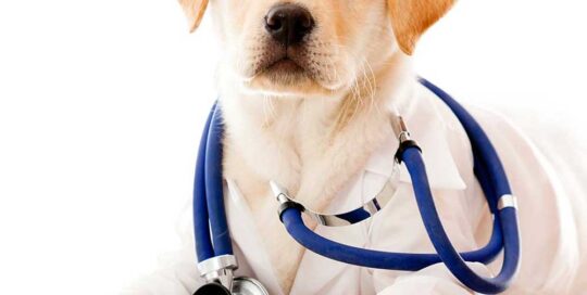 rilascio-certificazione-veterinaria