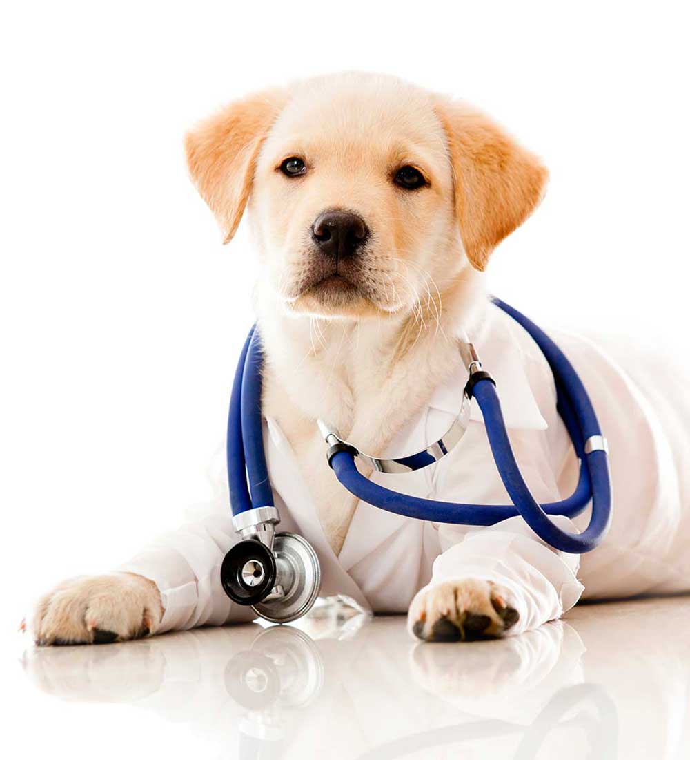 rilascio-certificazione-veterinaria