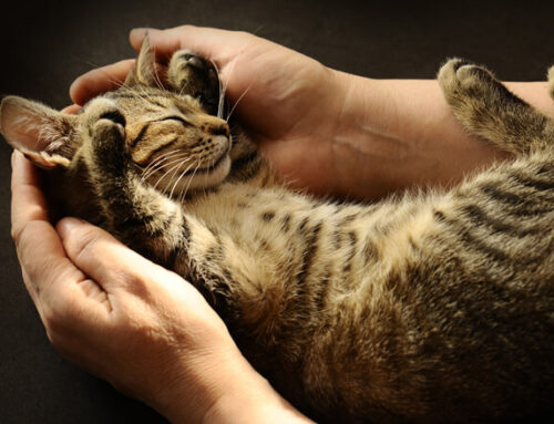 Come prendere in braccio il gatto senza fargli male