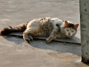 gatto-kiWB-U3120492479222qlB-656×492@Corriere-Web-Sezioni