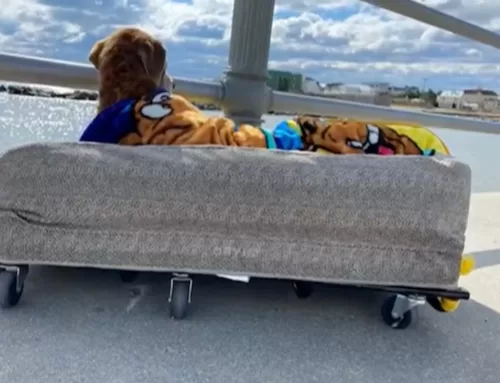 Cocoa, il cagnolone anziano che fa passeggiate sul suo letto mobile
