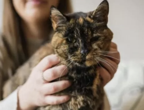 È Flossie la gatta più anziana del mondo: ha 27 anni